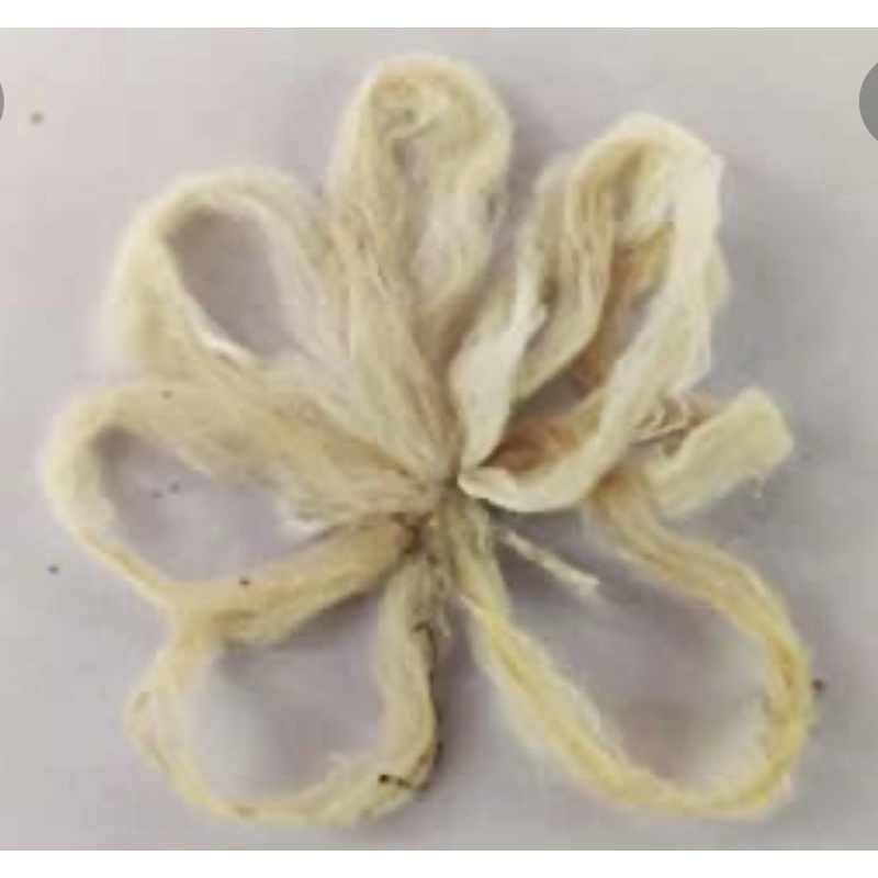 Original lotus Wick one piece/ tamarai thiri/Sumbu Teratai/Lotus Stem