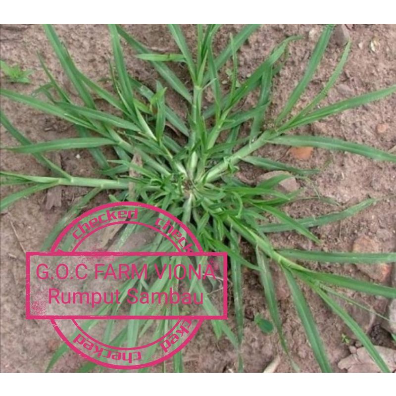 Pokok Rumput Sambau Liar | Shopee Malaysia