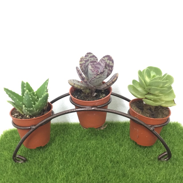 3 holes 5.5cm Cactus Stand Bridge Rack Plants 3孔桥 多肉 仙人掌 架子 | Shopee ...