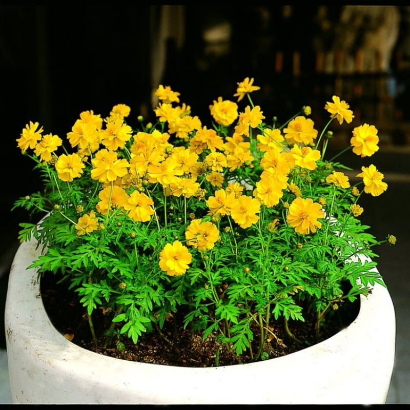 Benih Bunga Sulfur Chrysanthemum Mix Colour 50pcs/硫华菊籽 Benih Bunga Sulfur Chrysanthemum Mix Colour 50pcs/硫华菊籽