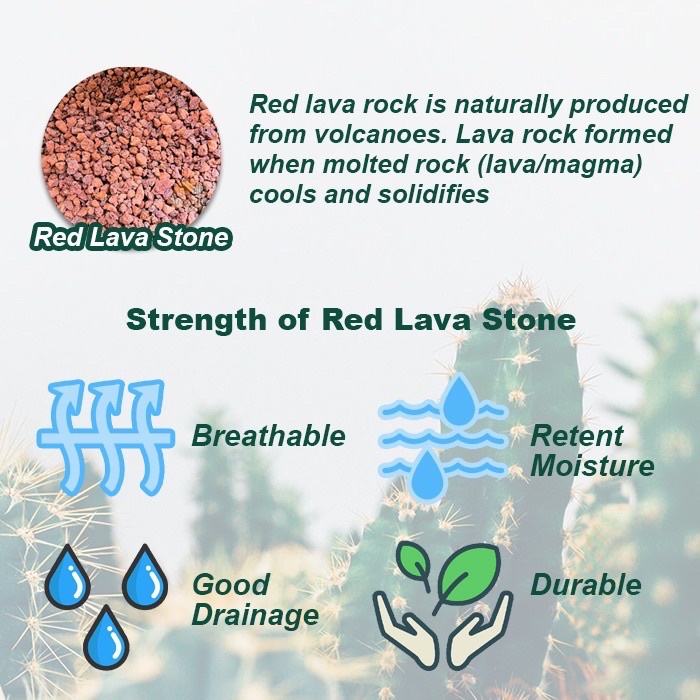 LAVA ROCK SOIL FOR CACTUS SUCCULENT PLANTS SUCCULENT SOIL CACTUS SOIL ...