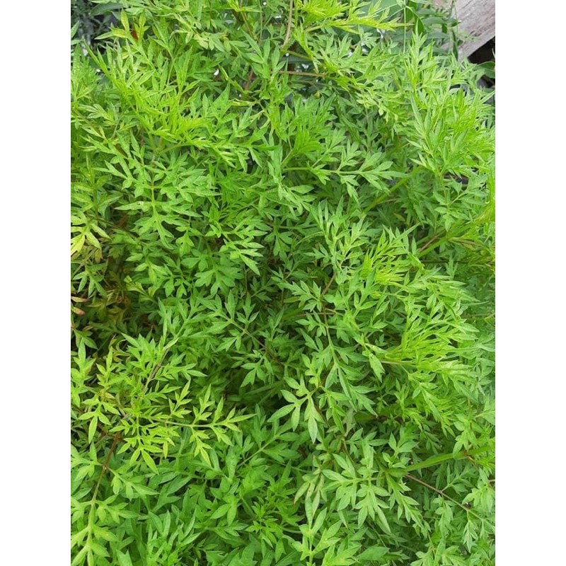 ULAM RAJA biji benih senang tumbuh 20bji benih | Shopee Malaysia