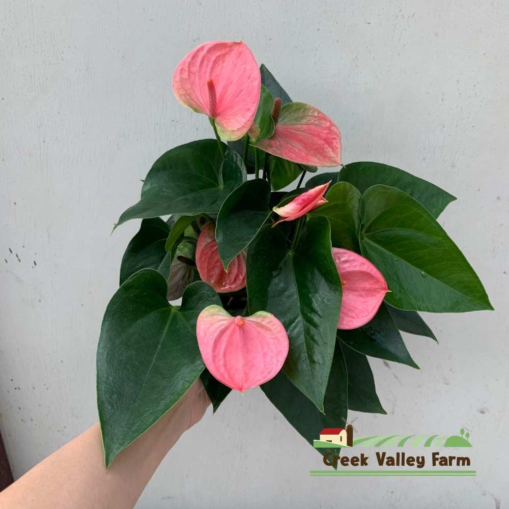 Live Plant] CVF Anthurium Sweet Dream Netherlands  | Shopee Malaysia