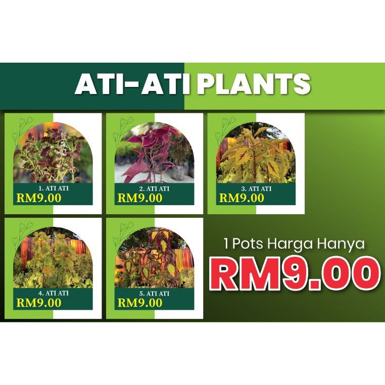 ATI-ATI PLANTS (Pattern 1/2/3/4/5) | Shopee Malaysia