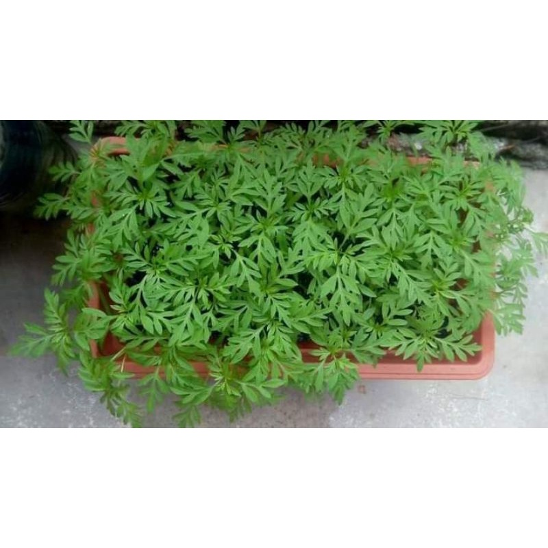 biji benih ulam raja 30 biji / pokok selembut | Shopee Malaysia