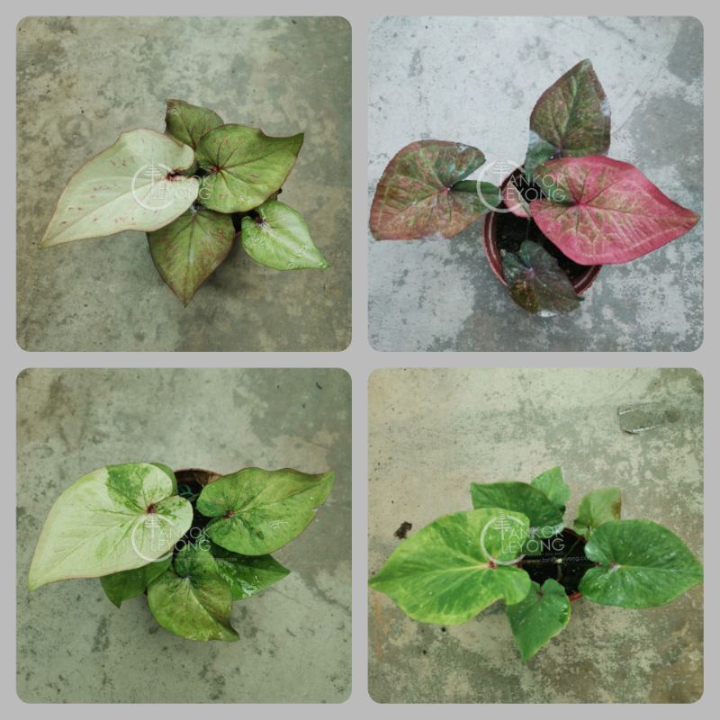 TKL - Caladium Kain Buruk Green Apple/Ruby Red/Green Milk/Pink Dottie ...