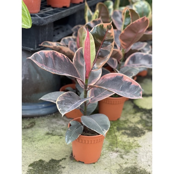 MC FICUS ELASTICA PINK / PINK RUBBER TREE Live Plant Shopee Malaysia