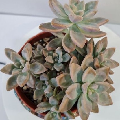 MYSucculentReadyStock多肉❤淡雪❤Succulent~Graptopetalum 'Victor