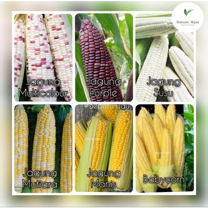 PELBAGAI JENIS biji BENIH JAGUNG manis jagung mutiara dll sweet corn