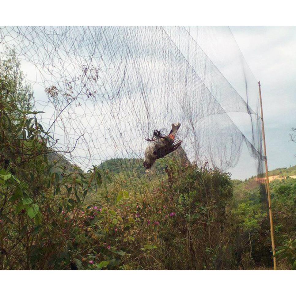 Net to trap cuckoos and wild chickens with 6cm mesh | Shopee Malaysia