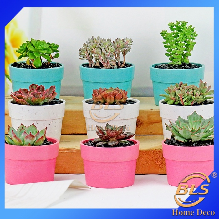 (8.5 x 5 cm) Short Fiber Pot Round Cactus Succulent Flower Pots ...