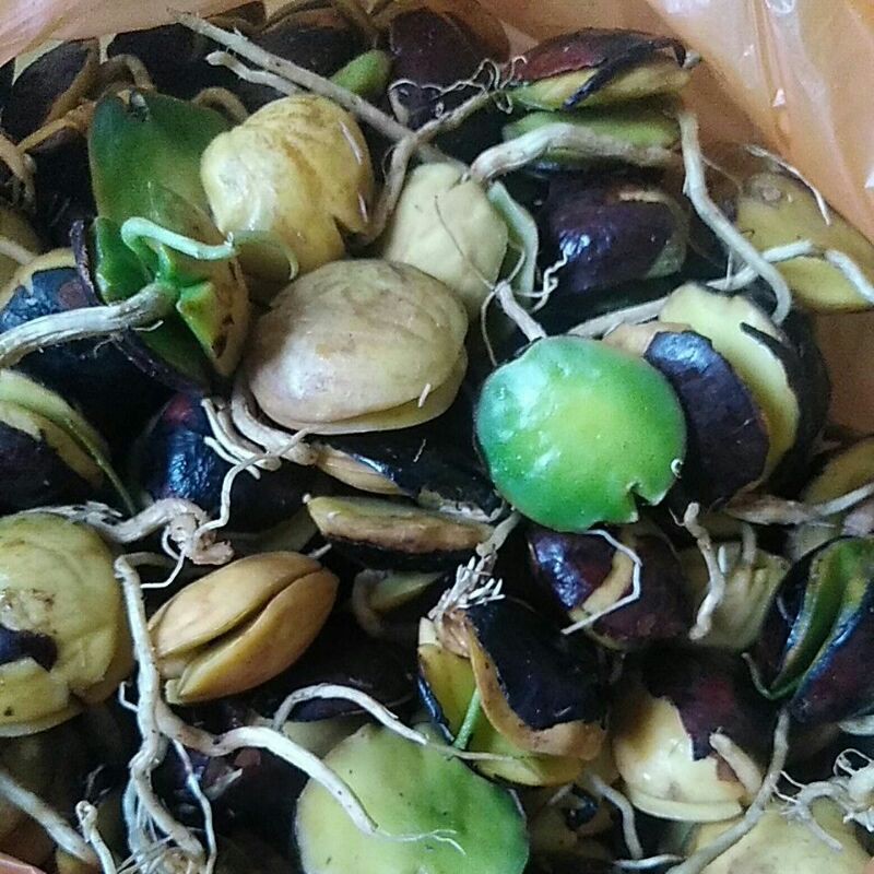 🌠Ready Stock🌠Ulam Jering cambah / Jering Tanam | Shopee Malaysia