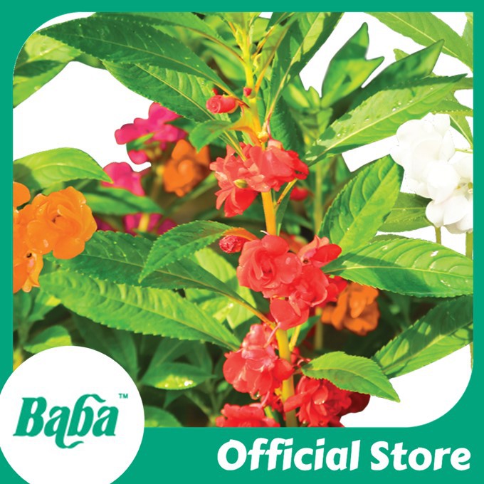 Baba Official | [NON-GMO] Baba FR-204 Smart Grow Garden Balsam Seed ...