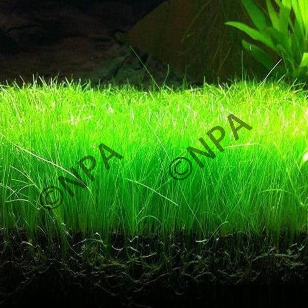 Eleocharis Dwarf Mini Hairgrass ( Emersed Form) (POT) | Shopee Malaysia