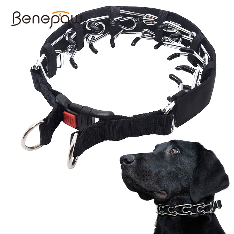 Pinch collar store for small dogs