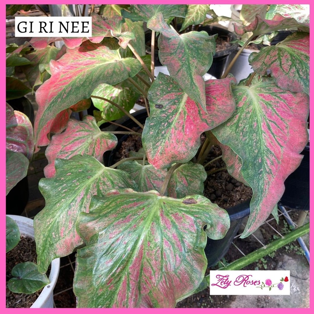 (READY STOCK) KELADI GI RI NEE ZETY ROSES | Shopee Malaysia