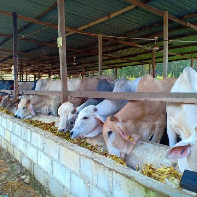 *KL Dan Selangor* Daging Segar LEMBU TEMPATAN 100% Tak Campur Frozen ...