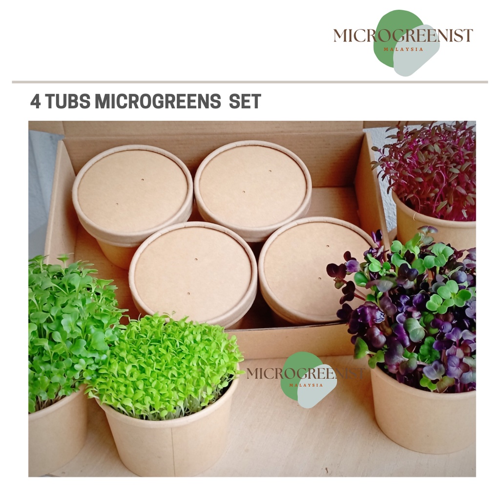 4 Tubs Grow Your Own Microgreens Starter Kit by Microgreenist MY