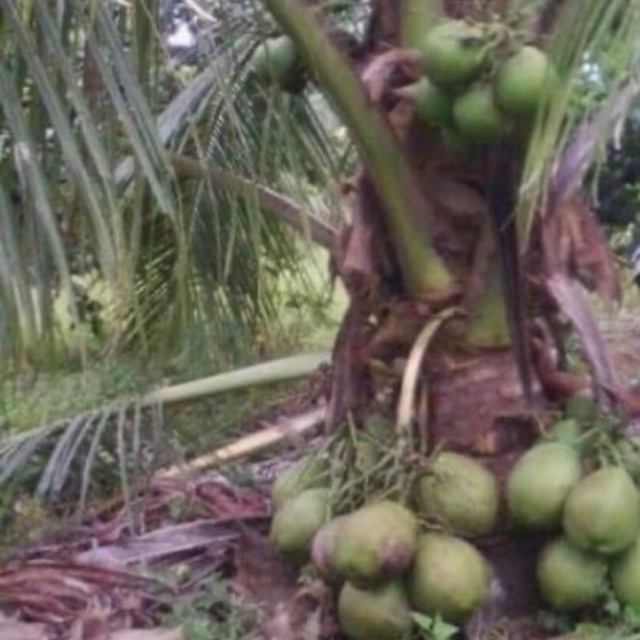 Benih kelapa vietnam rendah hybrida pokok rendah | Shopee Malaysia