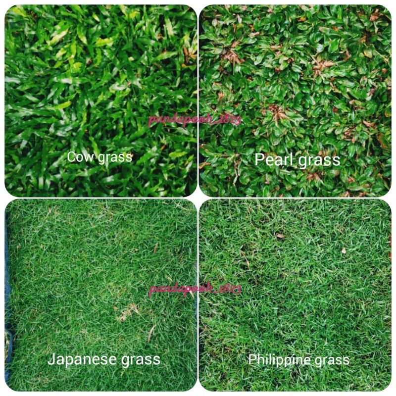 PEMBEKAL RUMPUT HIDUP / CARPET GRASS / JAPANESE GRASS / COW GRASS