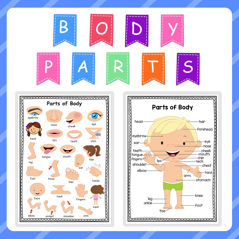 2Pcs Body Parts Preschool Classroom Decoration Posters Homeschool ...