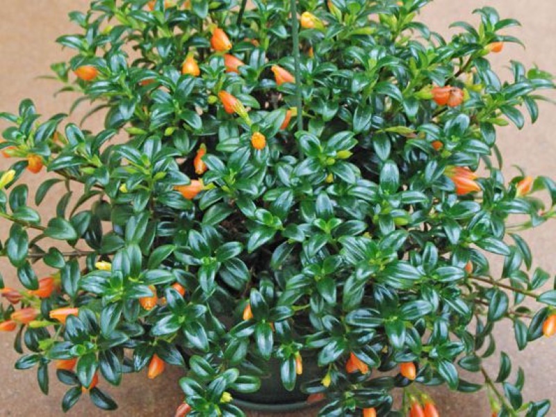 Pokok Bunga Ikan Mas/Nematanthus Gold Fish | Shopee Malaysia