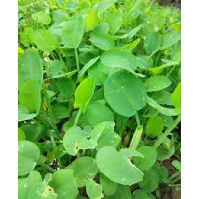 pokok keladi genje 10 rumpun/paku rawan 10 rumpun/ sayur ginja 10 ...
