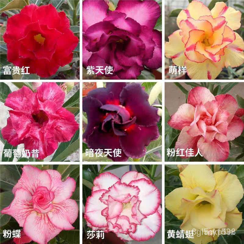 Imported desert rose seeds are easy to grow, grow and live进口沙漠玫瑰种子 易种易养