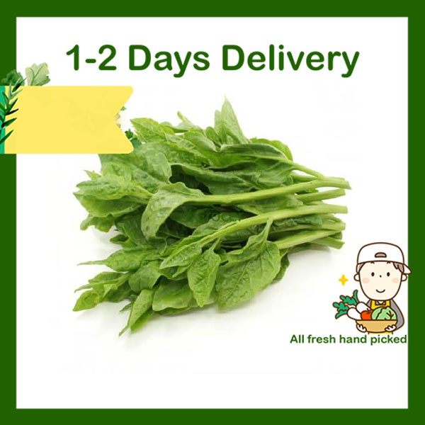 Di Huang Miao / Malabar Spinach / 帝王苗 / Sayur Raja | Shopee Malaysia