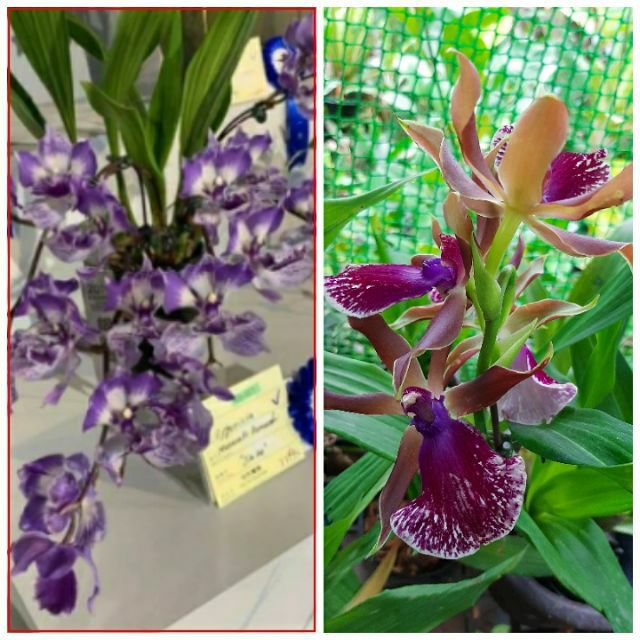 Zygonisia murasaki. Orchid species. Size anak. blue orchid. orkid warna ...