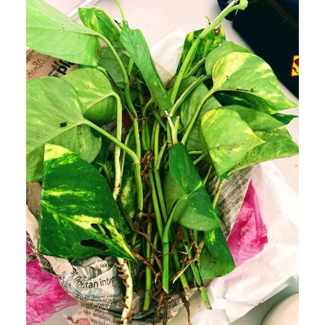 Keratan batang money plants/ sirih gading/ golden pothos 5 pcs | Shopee ...