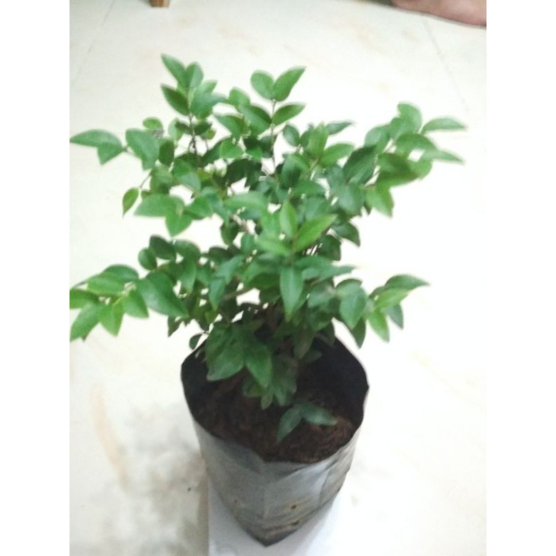 Anak Pokok Anggur Brazil Tut Dalam Polybang | Shopee Malaysia