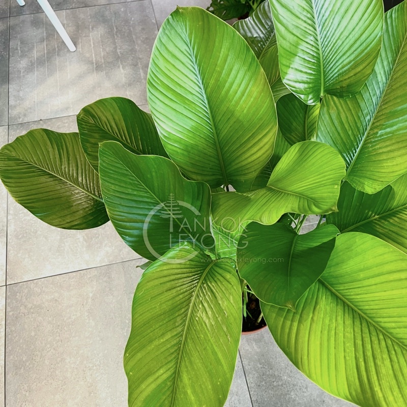 TKL - Big Size Thaumatococcus Danielle Real Live Plants 60-80cm 大型乒乓叶西非 ...