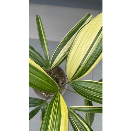 variegata finger palm tree (Raphis excelsa) | Shopee Malaysia