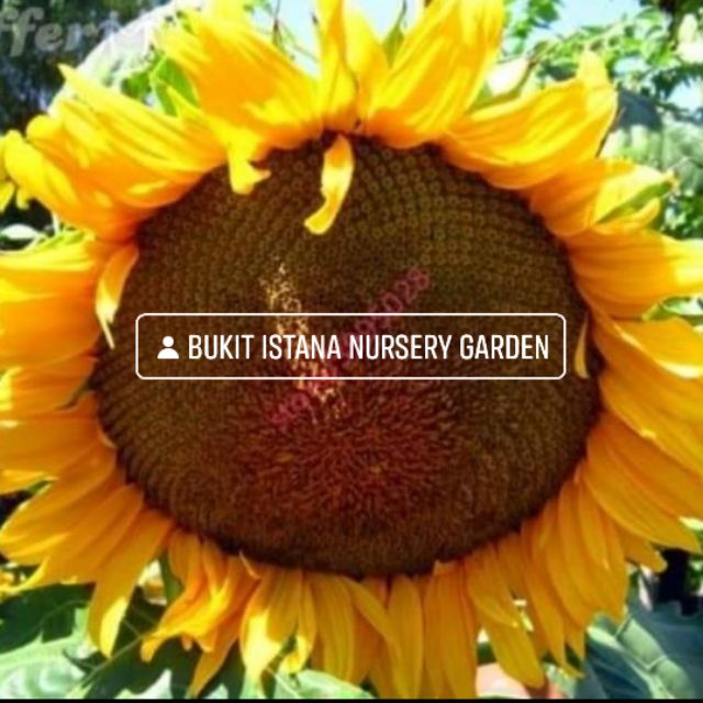 Chocolate Sunflower Seeds - 10 Seed *Pot Friendly* Tanam Pasu, Benih Bunga  Matahari Coklat 巧克力向日葵 - Mango Garden, Furniture & Home Living, Gardening,  Plants & Seeds on Carousell