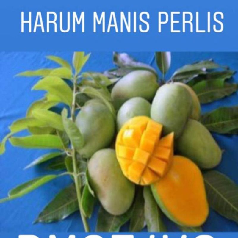 Perlis Anak Pokok Harum Manis Cepat Bebuah | Shopee Malaysia
