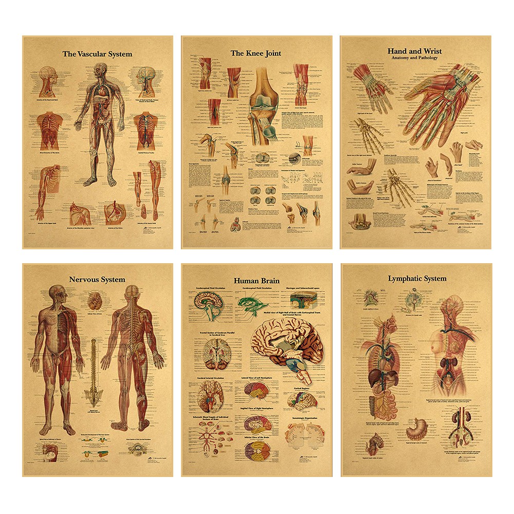 Body Structure Poster Retro Vintage Poster Kraft Paper Painting Wall ...