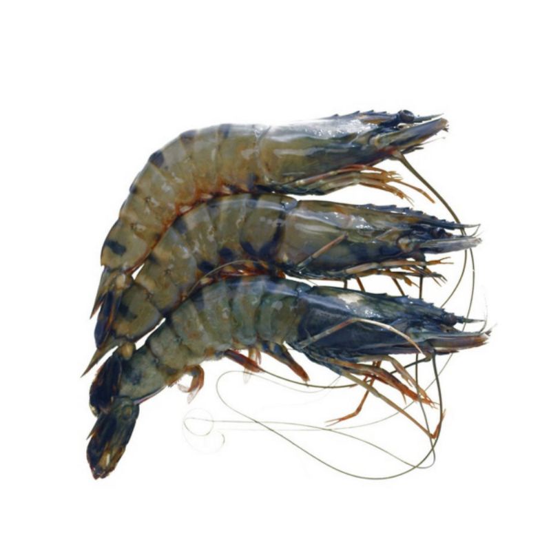 Udang Harimau Tiger Prawn Kg Shopee Malaysia