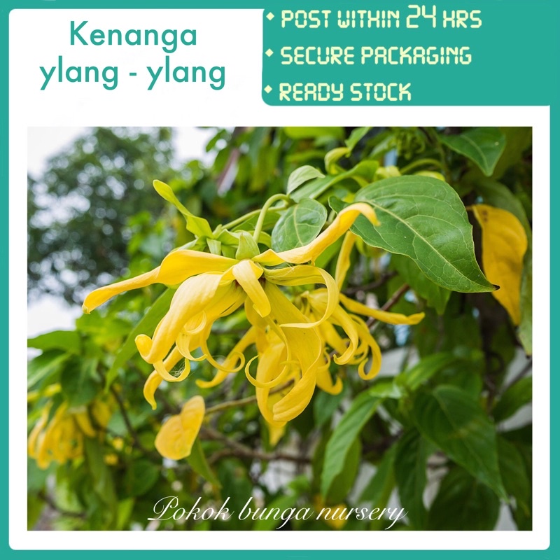 PBN kenanga ylang ylang pokok bunga nursery cananga odorata wangi