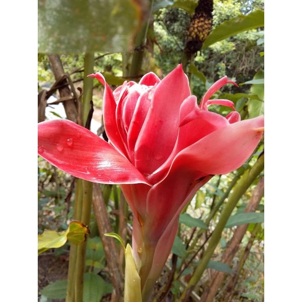biji benih kantan merah/seed kantan cantik dan murah(20pcs) | Shopee ...