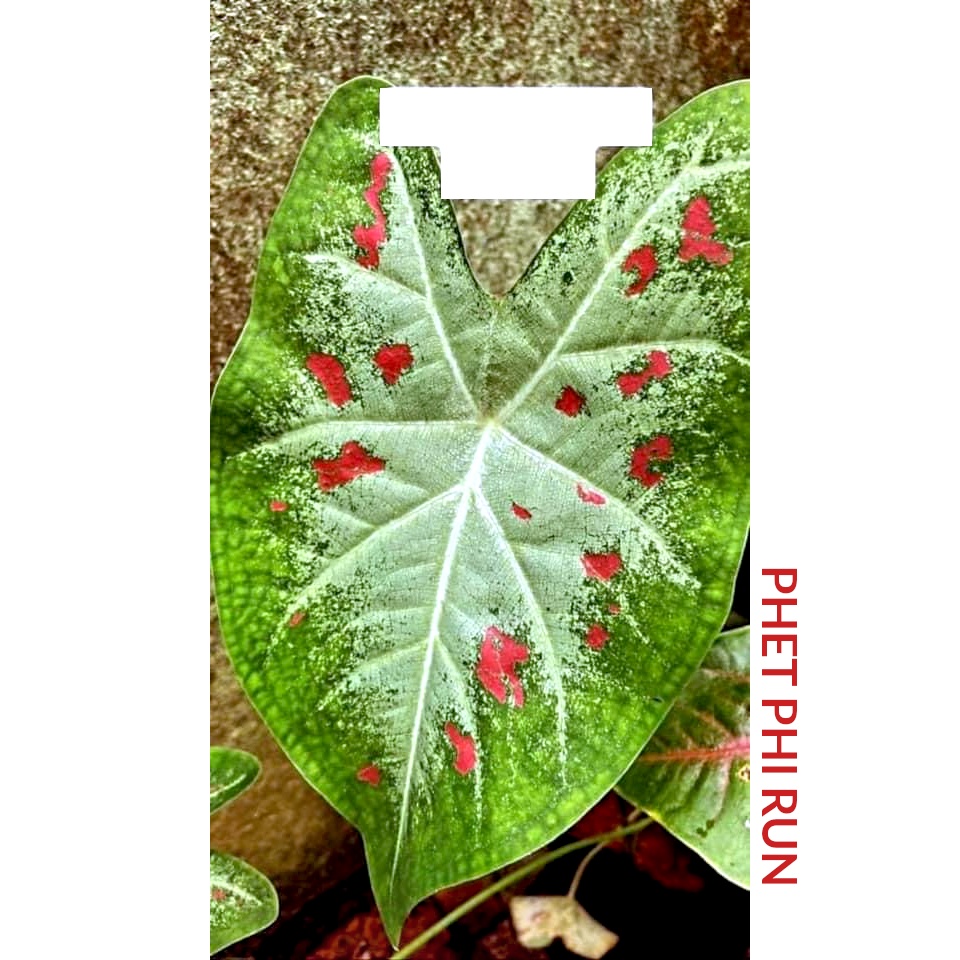 PHET PHI RUN Keladi MURAH Pokok Anak Ubi Caladium CHEAP Plant Bulb