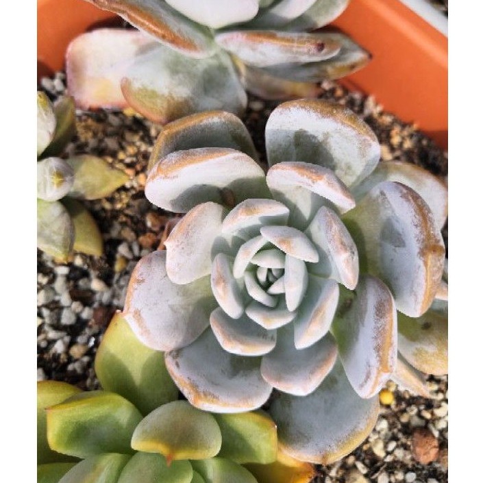 奶茶多肉植物succulent est 10cm | Shopee Malaysia