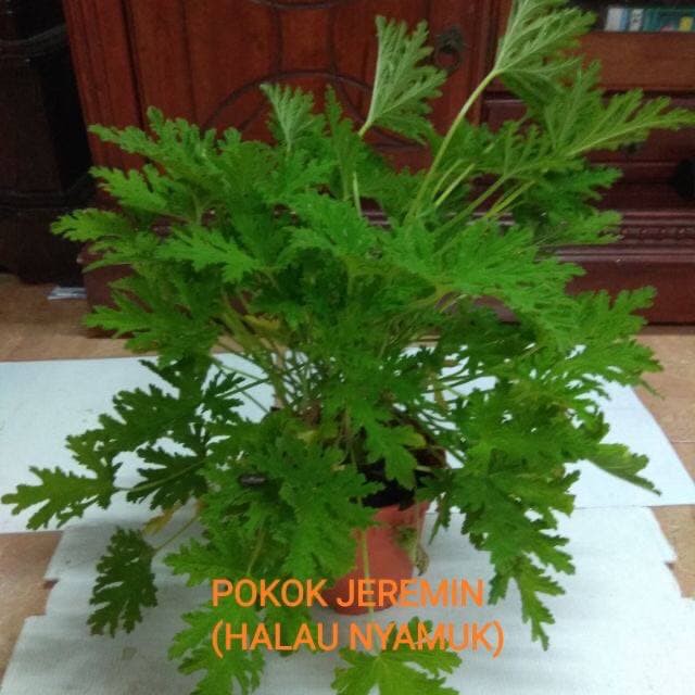 Pokok Halau Nyamuk @ Pokok Jeremin. (Pelargonium radula) | Shopee Malaysia