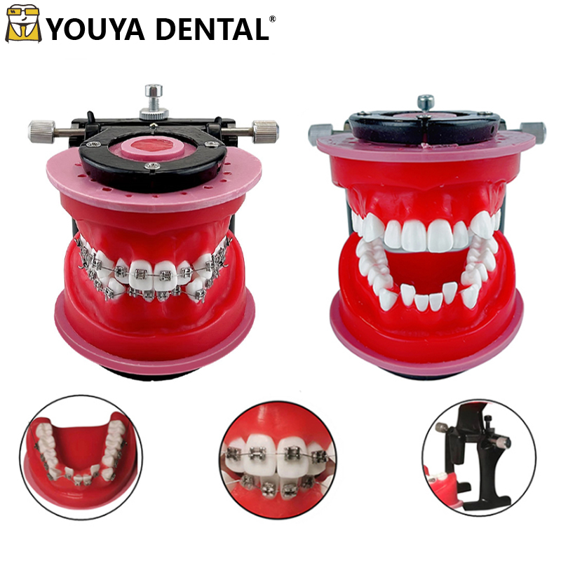 Dental models Dental Ortho Bracket Orthodontic Model Typodont Teeth