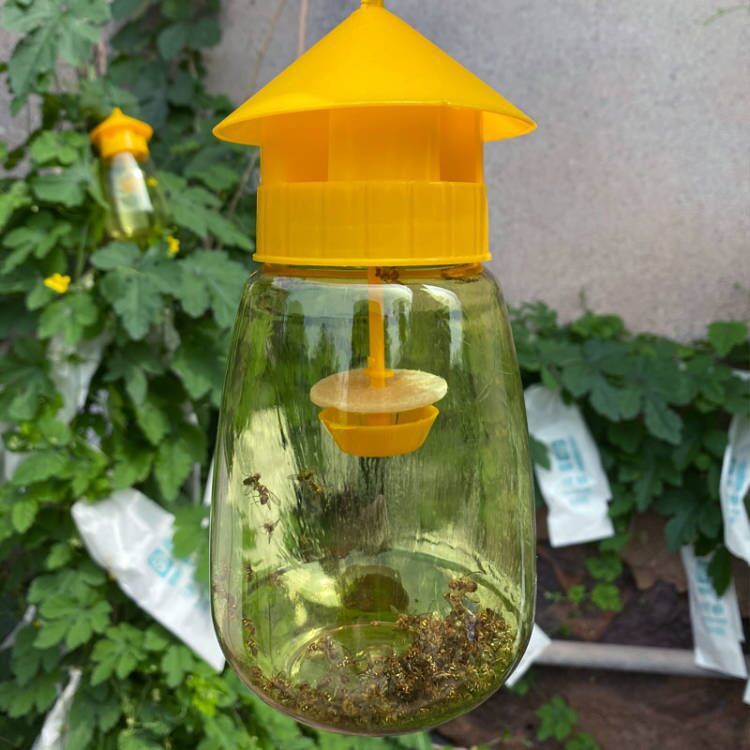 Fruit Fly Trap Killer Insect Trap Fly Catcher White Plastic Outdoor ...