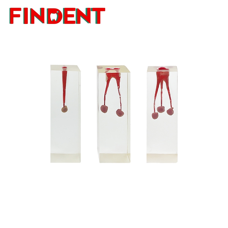 Dental Model Root Canal Tooth Practice Model Endodontics Teeth Pulp