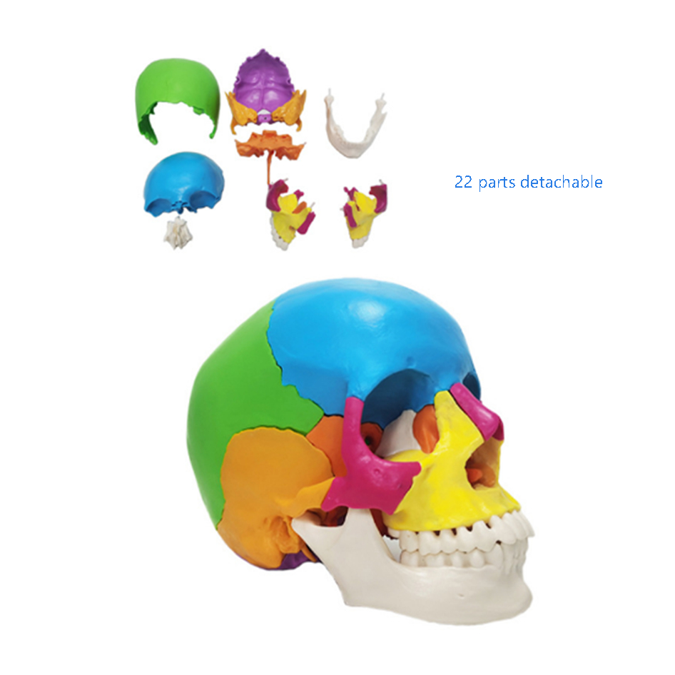 15pcs/set 4D Disassembled Color Skull Anatomical Model Detachable Medical Teaching Tool Colored Skull Anatomy Educational GIft