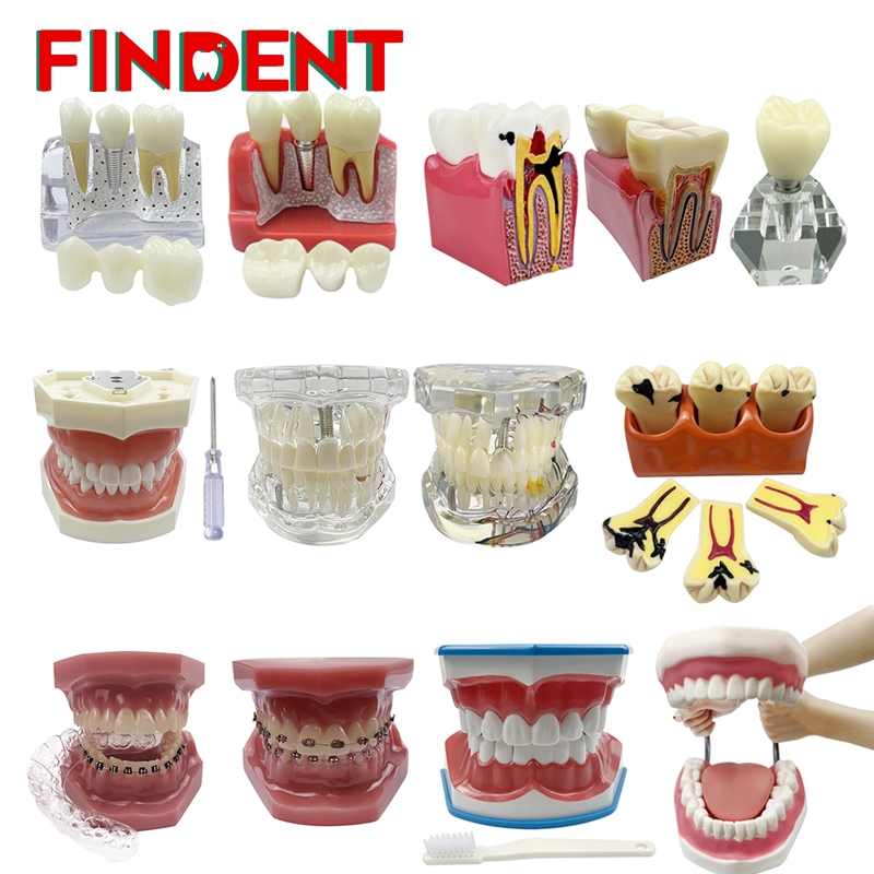 Multiple Types Dental Teeth Model Teaching Models Typodont Orthodontic