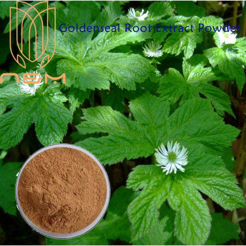 Nandm Goldenseal Root Extract Powder Natural Antibiotic Urinary