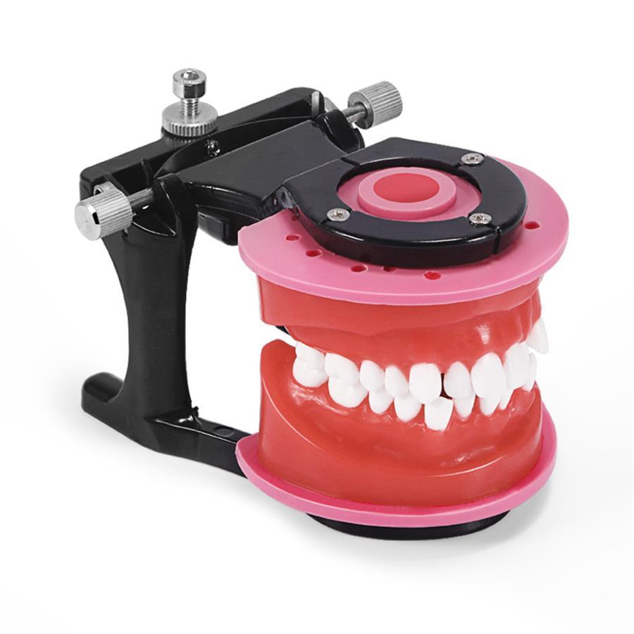 Dental Model Dental Ortho Bracket Orthodontic Model Typodont Teeth